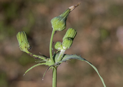 Sonchus hydrophilus