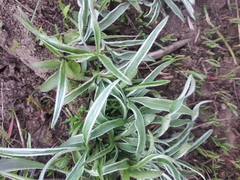 Ranunculus illyricus