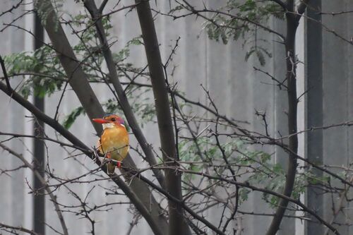 African Pygmy Kingfisher (Ispidina picta), photo 6