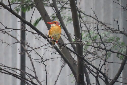 African Pygmy Kingfisher (Ispidina picta), photo 7