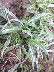 Ranunculus illyricus