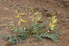 Astragalus flexus