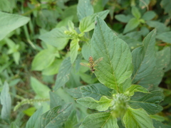 Toxomerus floralis