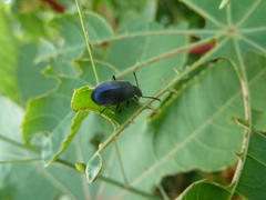 Lagriina