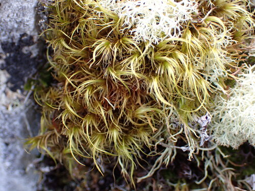 Dicranoloma robustum observed 2026-04-27