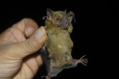 Artibeus jamaicensis yucatanicus