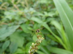Toxomerus floralis