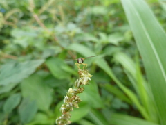 Toxomerus floralis
