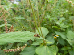 Toxomerus floralis