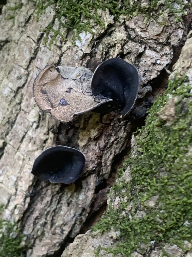 Auricularia auricula-judae · April 2026 · photo: © tiberiofiaschi (iNaturalist, cc-by)