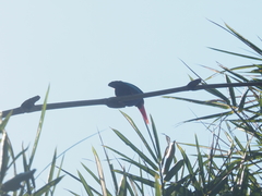 Halcyon cyanoventris