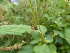 Toxomerus floralis