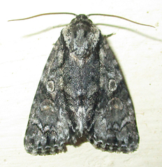Acronicta transvalica