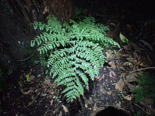 Dennstaedtia davallioides