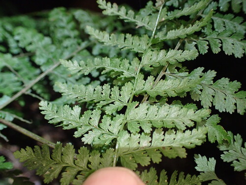 Dennstaedtia davallioides, photograph 1