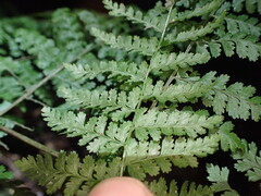 Dennstaedtia davallioides, photograph (c) Leon Perrie, some rights reserved (CC BY)