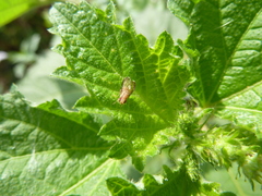 Diptera