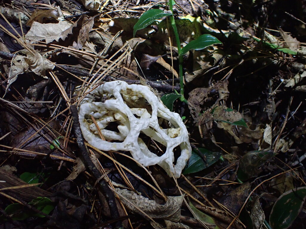 Ileodictyon cibarium · April 2026 · photo: © leonperrie (iNaturalist, cc-by)