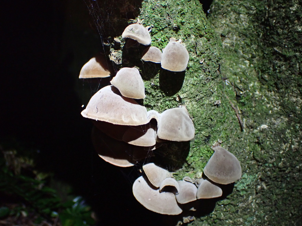Auricularia cornea · April 2026 · photo: © leonperrie (iNaturalist, cc-by)