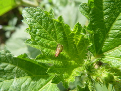 Diptera