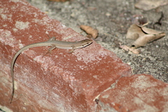 Podarcis siculus siculus