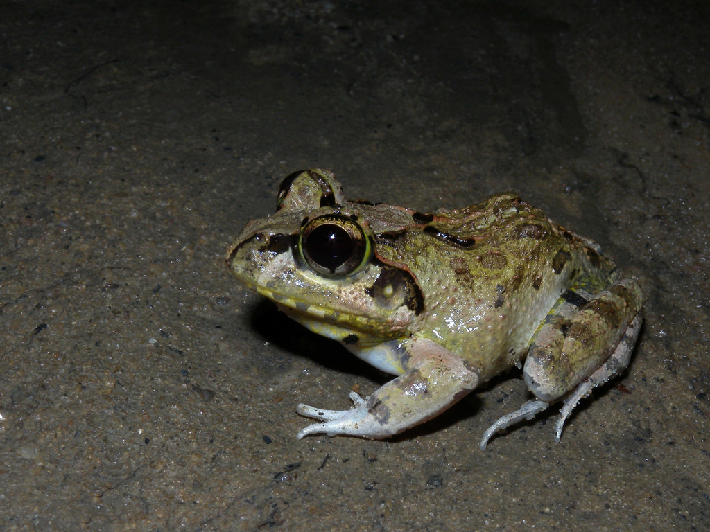 Madagascar Bullfrog
