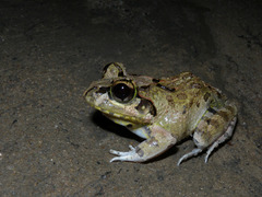 Madagascar Bullfrog photo 1