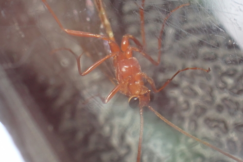 Ophion mocsaryi