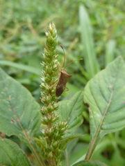 Heteroptera