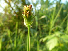 Ichneumonoidea