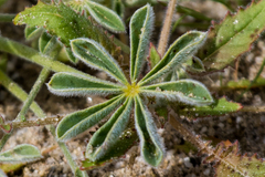 Lupinus shockleyi