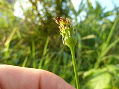 Ichneumonoidea