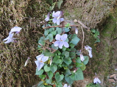 Viola grypoceras