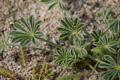 Lupinus shockleyi
