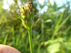 Ichneumonoidea