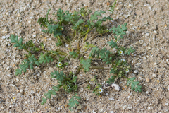 Phacelia ivesiana