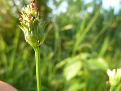 Ichneumonoidea