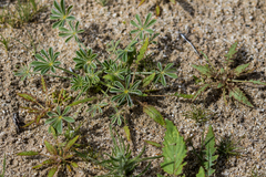 Lupinus shockleyi