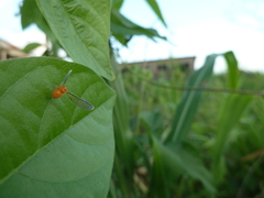 Derbidae