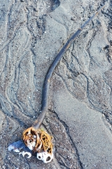 Lessoniaceae