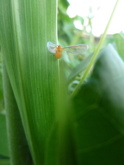 Derbidae