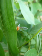 Derbidae