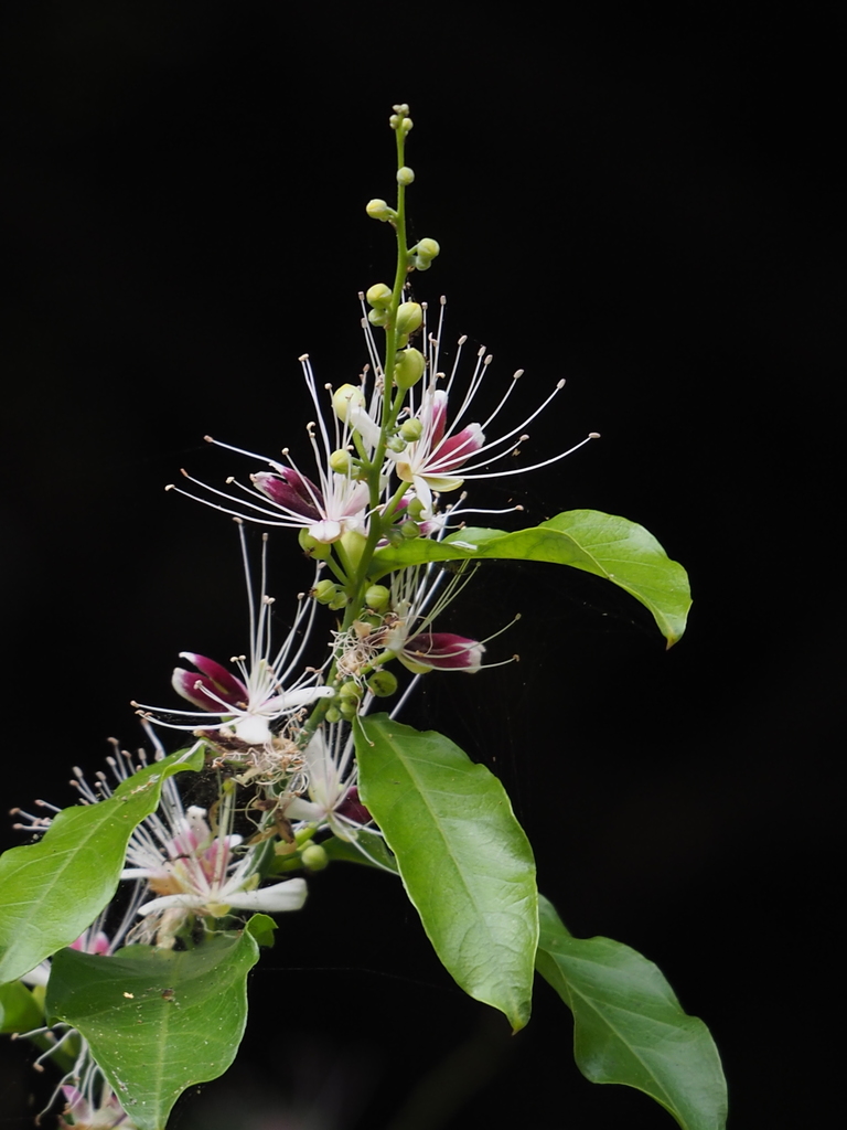 Capparis henryi (Capparis henryi)