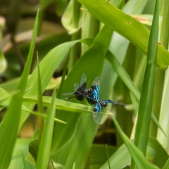Rhyothemis resplendens