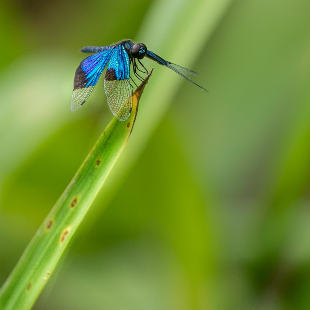 Jewel Flutterer from Lower Daintree QLD 4873, Australia on March 28 ...