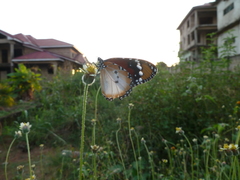 Danaus chrysippus alcippus