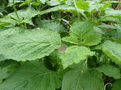 Zizeeria knysna knysna