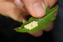 Tessaratoma papillosa