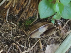 Elaphroconcha