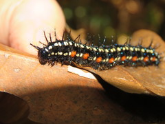 Doleschallia bisaltide australis